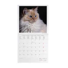 calendario 2026 pared mes vista cats legami-8052694033040