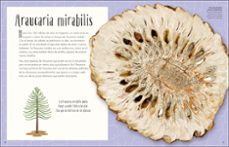 antologia de dinosaurios y vida prehistorica (album ilustrado)-anusuya chinsamy turan-9780241583340