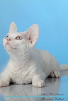 devon rex affirmations workbook devon rex presents-9781526969200