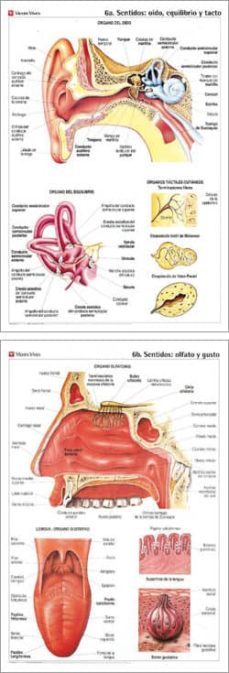 murales de anatomia nº 6: sentidos: oido, equilibrio y tacto; sen tidos: olfato y gusto (88x126)-8429962002310
