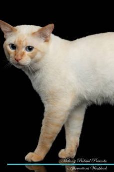 mekong bobtail affirmations workbook mekong bobtail presents-9781526971340