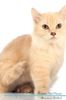 munchkin cat affirmations workbook munchkin cat presents-9781526972040