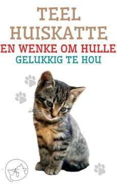 teel huiskatte en wenke om hulle gelukkig te hou (ebook)-9791222410340