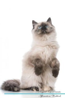 ragdoll cat affirmations workbook ragdoll cat presents-9781526974150