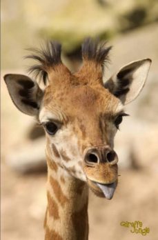 giraffe jungle-9781987869750