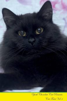 york chocolate cat presents-9781526965080