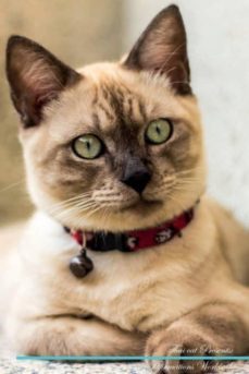 thai cat affirmations workbook thai cat presents-9781526976680