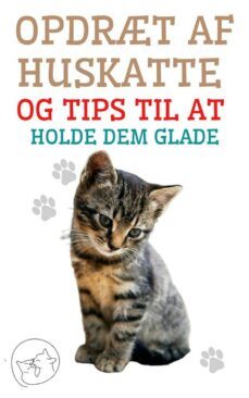 opdrt af huskatte og tips til at holde dem glade (ebook)-9791222410890