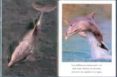 delfines-9788499135380 delfines-9788499135380
