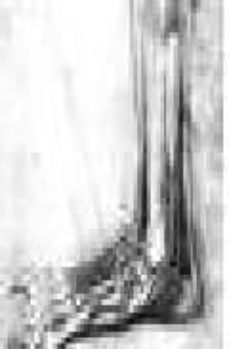 Portada de FAULES MAMIFERES